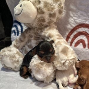 Cub • Black and Tan Boy• Wrenlee’s Litter • Available