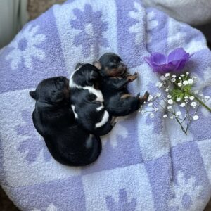 Oliver & Tisha’s Litter • Available Black & Tan Girls