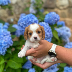 Fawn Boy • Available • Oliver & Wrenlee’s Litter