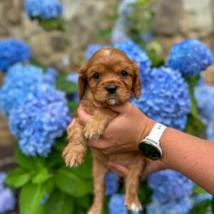 Bunny Boy • Available • Oliver & Wrenlee’s Litter
