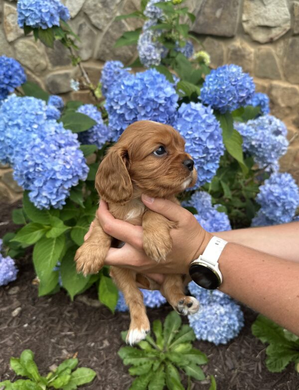 Bunny Boy • Available • Oliver & Wrenlee’s Litter - Image 5