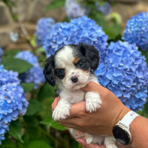 Calf Boy • Available • Oliver & Wrenlee’s Litter