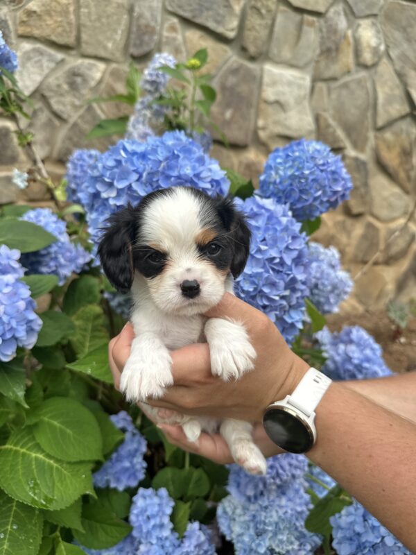 Calf Boy • Available • Oliver & Wrenlee’s Litter - Image 4